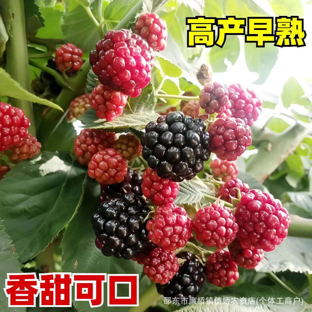 Raspberry seeds for home balcony pot cultivation and outdoor planting—four-season growing. Black raspberry, red raspberry, and yellow raspberry seeds.
