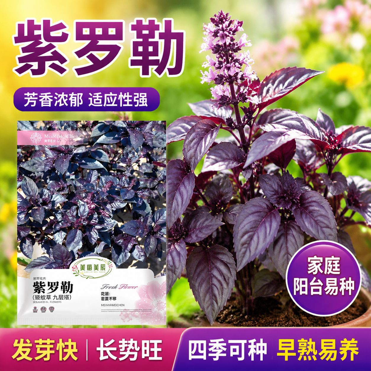 Outdoor‑grown purple basil seeds—fragrant herb seeds for garden planting; balcony potted herbs for seasoning; holy basil vegetable seeds.