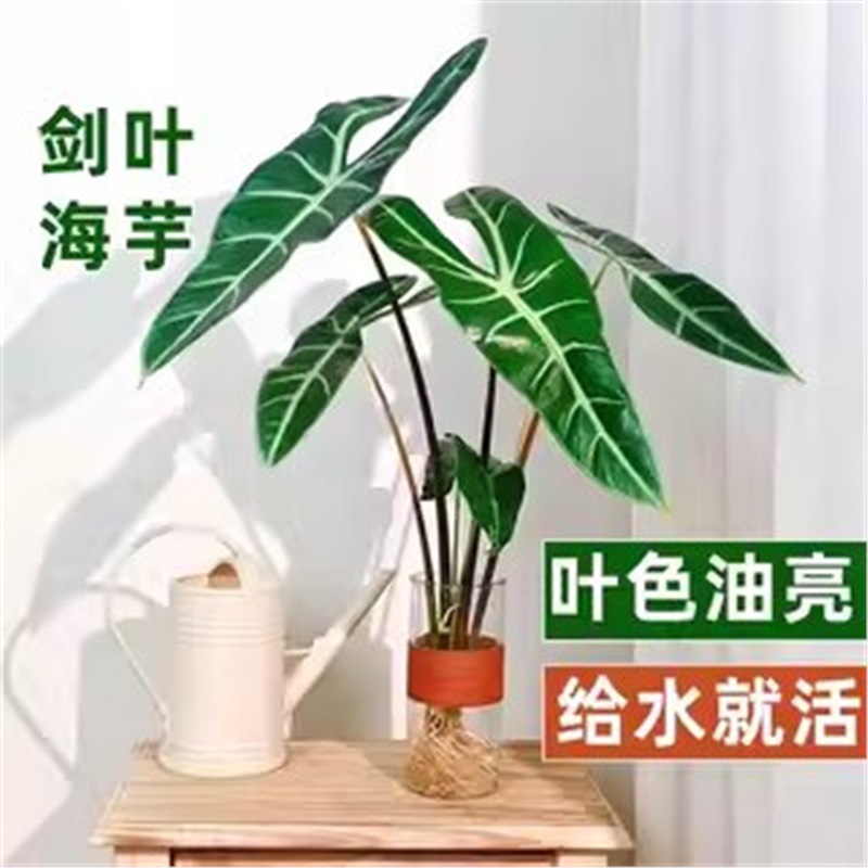 Silver‑veined Swordleaf Alocasia hydroponic plant, Instagram‑style Calathea potted plant, “Big Fairy” Alocasia—easy‑to‑care for year‑round hydroponic greenery.