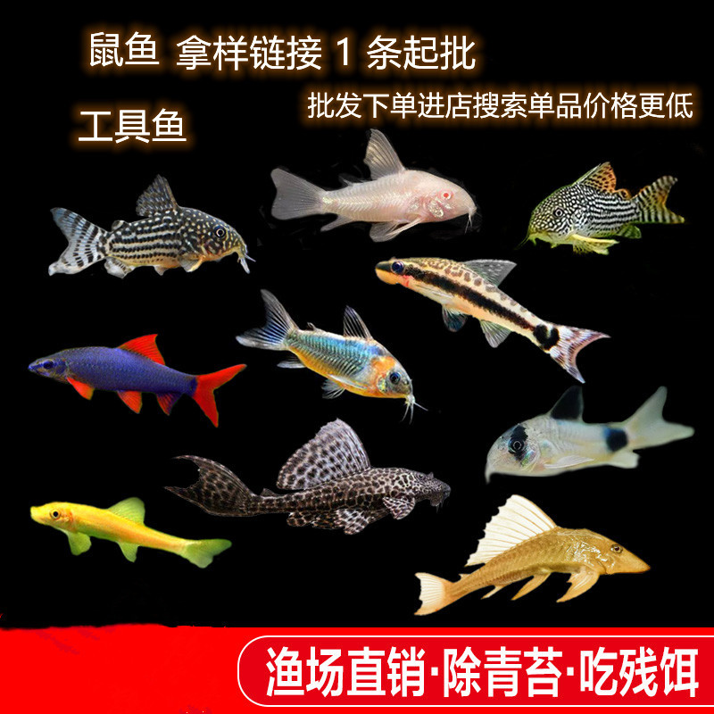 Mousefish, Algae-Eaters, Algae-Removing Fish, Unusual-Shaped Fish, Fish Cleaners, Bottom-Dwelling Fish, Small Freshwater Tropical Fish Wholesale