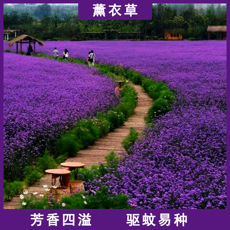 Four seasons of lavender seeds Vanilla flower landscapes Flowering gardens Spring planting balcony Planting of grass and flower seeds
