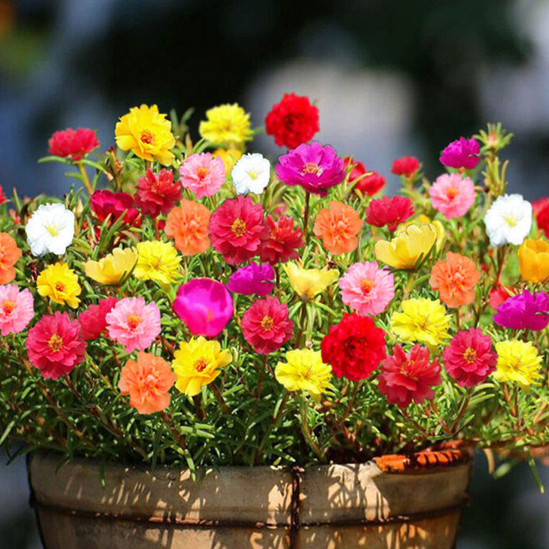 [Double-flowered Sunflower Seeds] For beginners: white, yellow, purple, pink, and red flower bulbs.