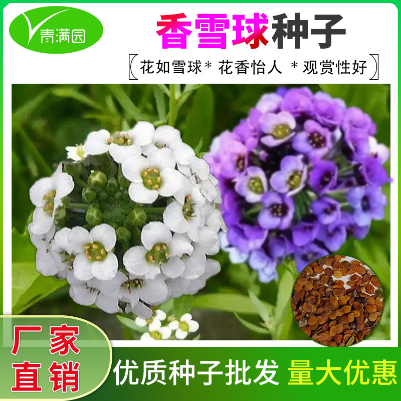 Mixed-color wallflower seeds, honey‑collecting flowers, flower seeds for year-round sowing, long blooming period, fragrant flower seeds for balconies