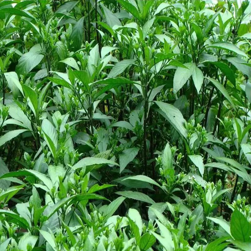 Banlangen root seeds—fast-growing wild vegetable seeds, suitable for year-round cultivation; woad seeds for potted plants.