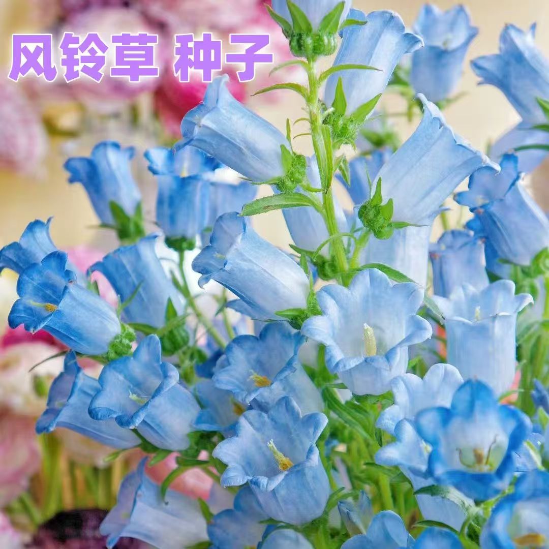 Four-season easy-to-grow mixed-color bellflower seeds; bellflower flower seeds for gardens, balconies, and potted plants.