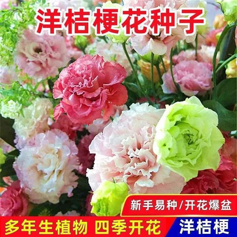 Four seasons of flowering indoor and outdoor balcony easy viewing flower potted plants flower seeds