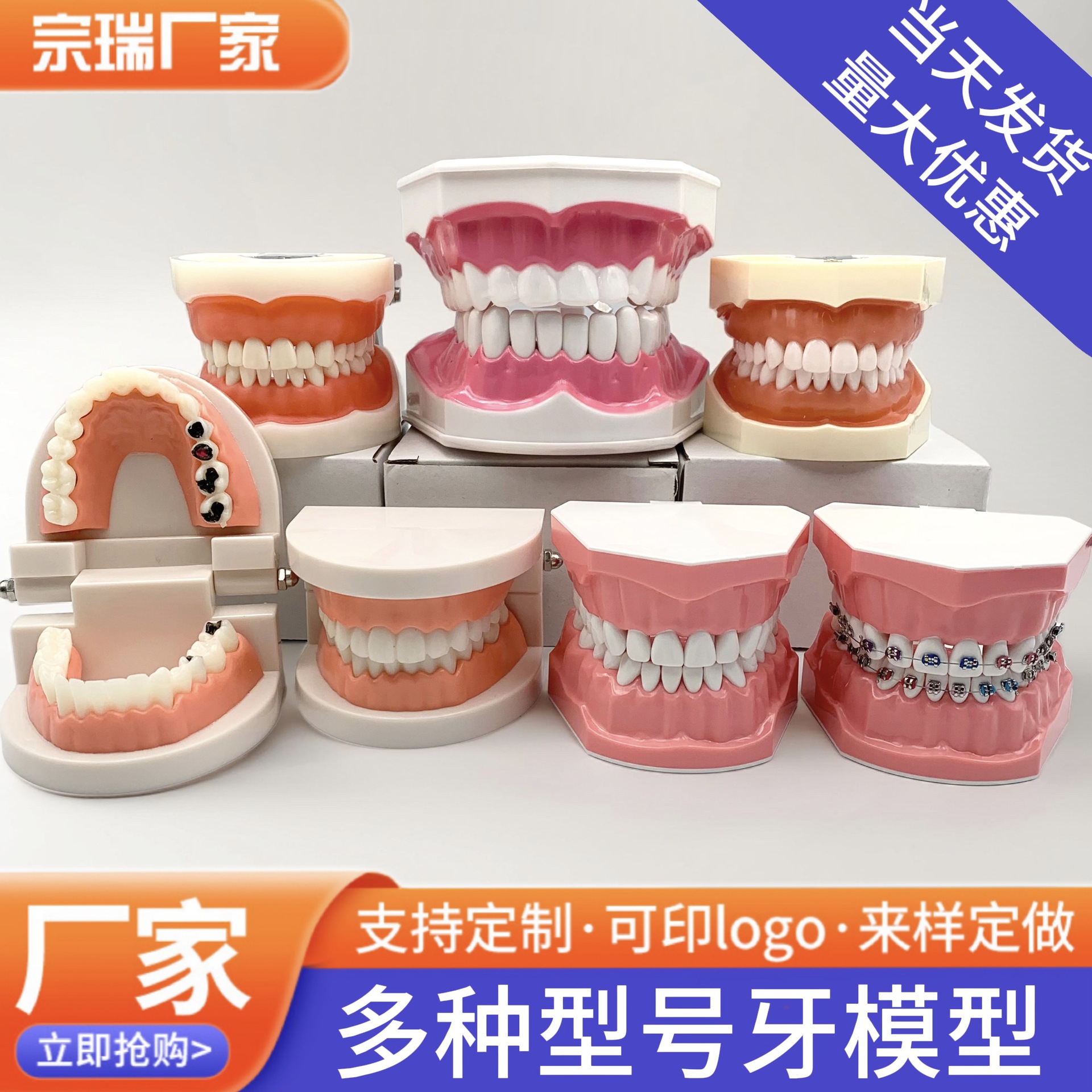 Dental denture model tooth model mold preschool teaching toothbrush model removable oral denture