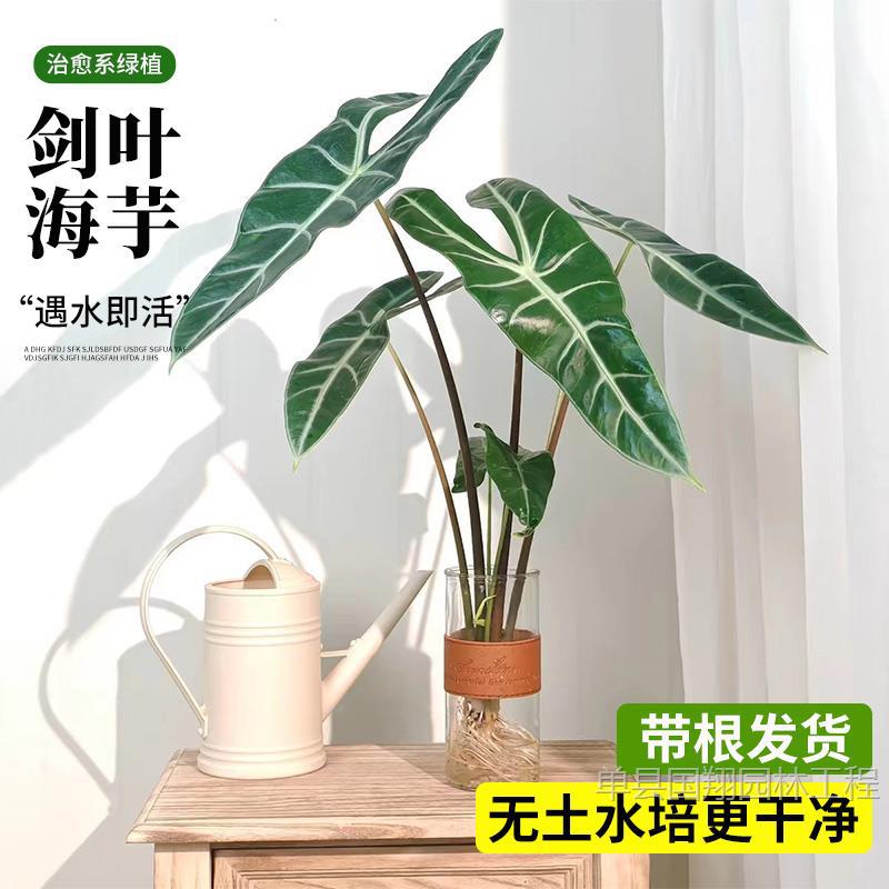 Silver‑veined Swordleaf Alocasia hydroponic, soil‑grown, potted indoor green plant—“Great Fairy” Calathea, air‑purifying office flowerpot