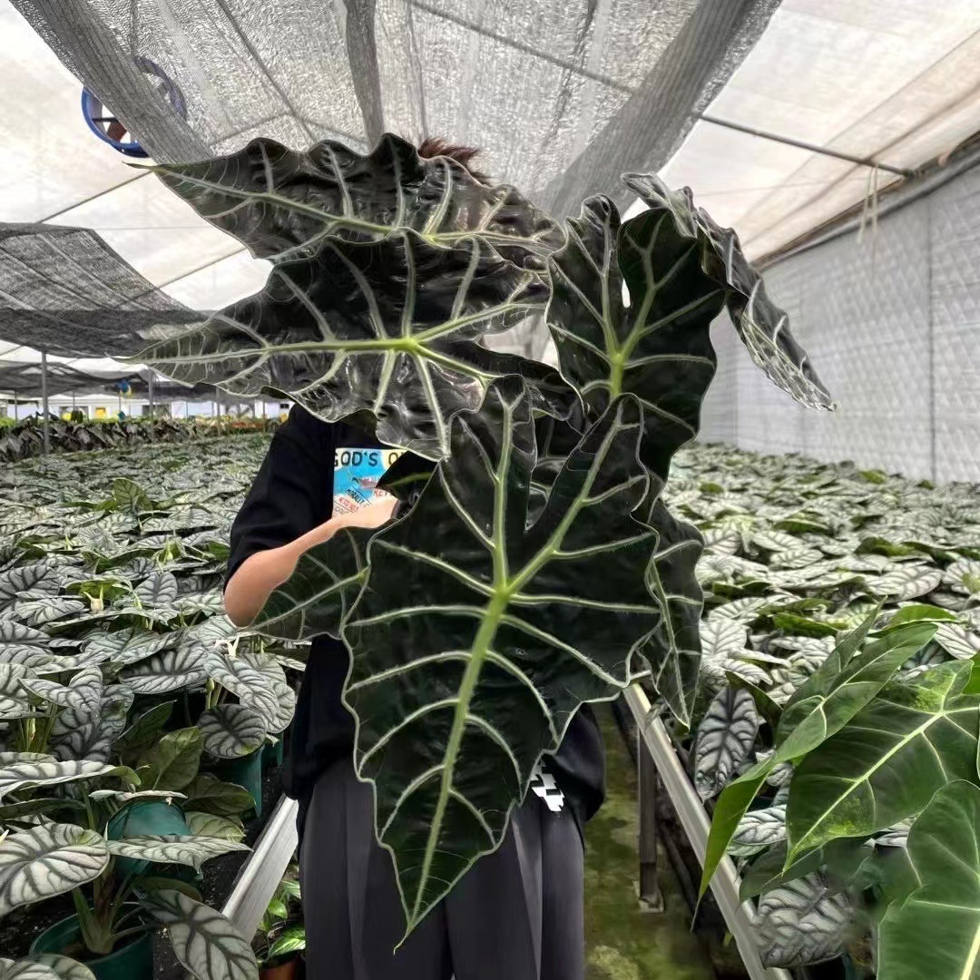 Large Fairy Taro Potted Plant, Internet-Famous Desktop Foliage Plant, Easy to Care for All Four Seasons—A Little Fairy Taro Green Plant That Purifies the Air
